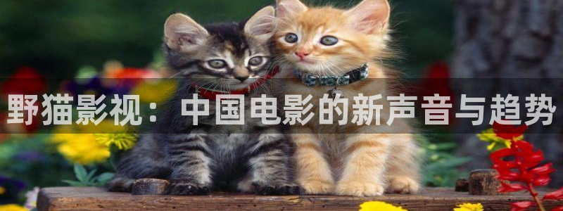 忍者神龟泡泡影视：野猫影视：中国电影的新声音与趋势